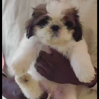 shih tzu puppies for sale online in goa