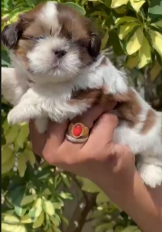 Shih Tzu dog for sale in India