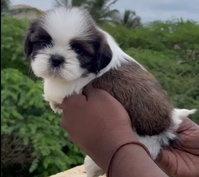 Shih tzu male puppies for sale in ahmedabad