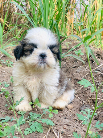 Healthy Shi Tzu for sale in Bangalore