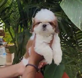 Shih Tzu breed puppy for sale in pune