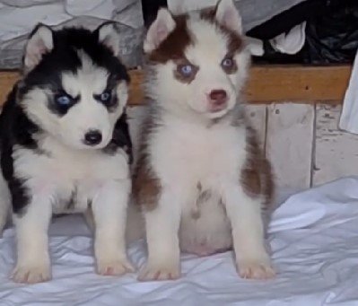 buy siberian husky puppies online in jaipur
