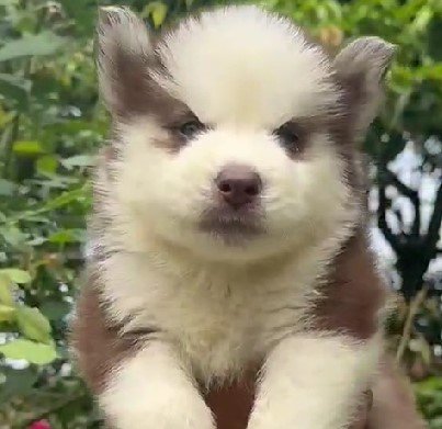 siberian husky dog for sale in jaipur