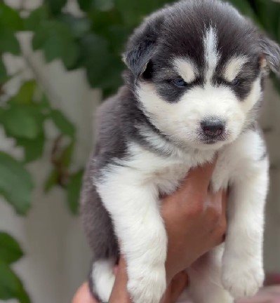 siberian husky dog price in jaipur
