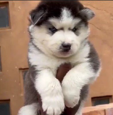 siberian husky male puppy for sale in jaipur