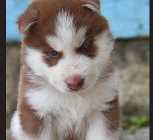 siberian husky dog kennel in jaipur