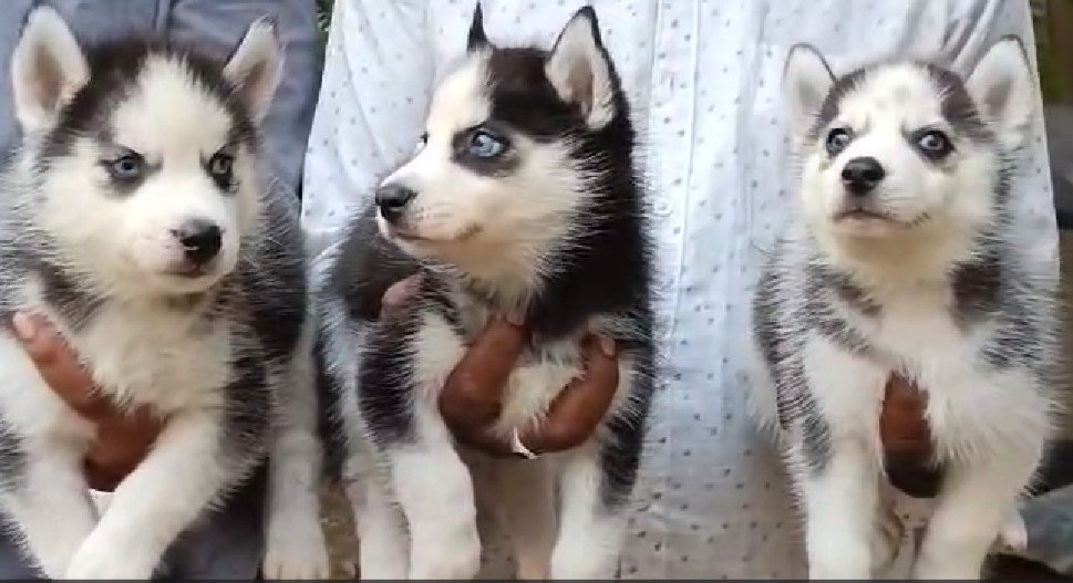 siberian husky pet shop in jaipur