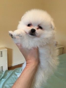 Toy pomeranian female puppies for sale in mumbai
