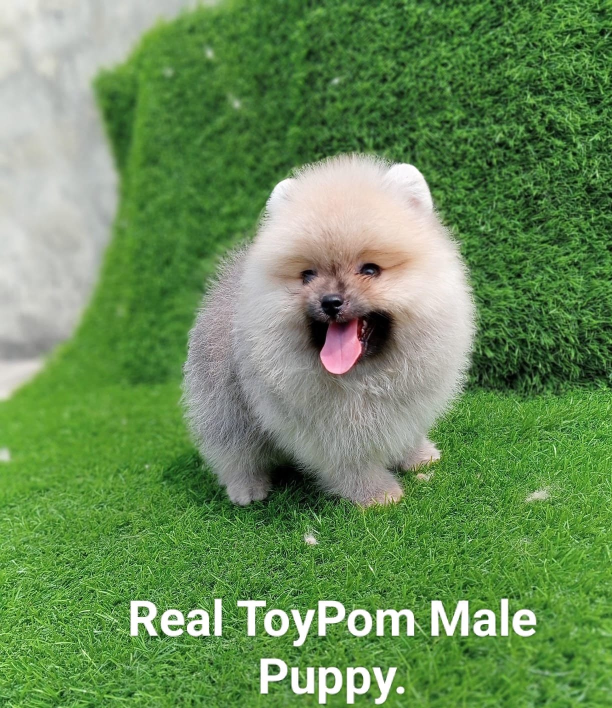 Toy pomeranian male puppies for sale in mumbai