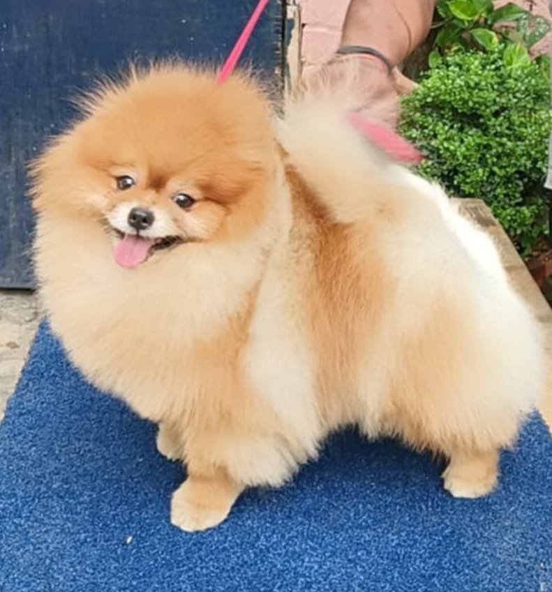 Toy pomeranian male puppies for sale in mumbai
