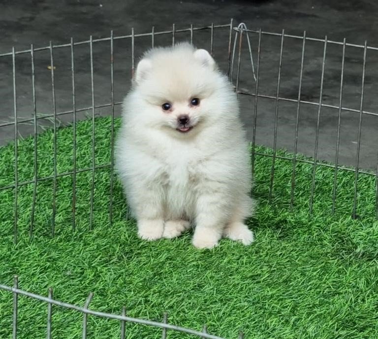Toy pomeranian male puppies for sale in ahmedabad