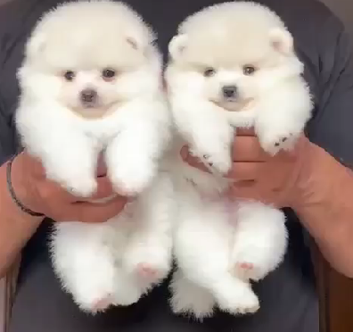 toy pomeranian puppies for sale in chennai