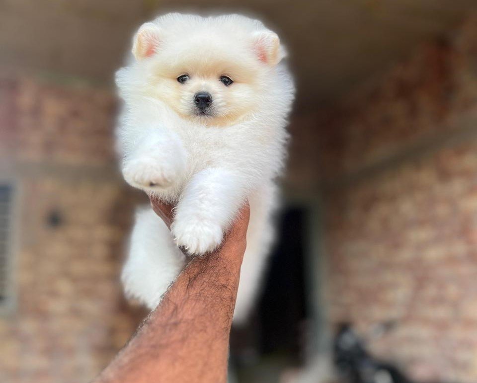 toy pomeranian breed puppy price in chennai
