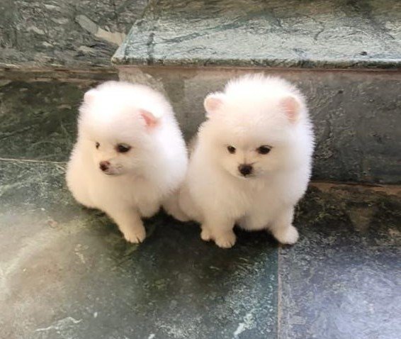 toy pomeranian female puppy for sale in chennai