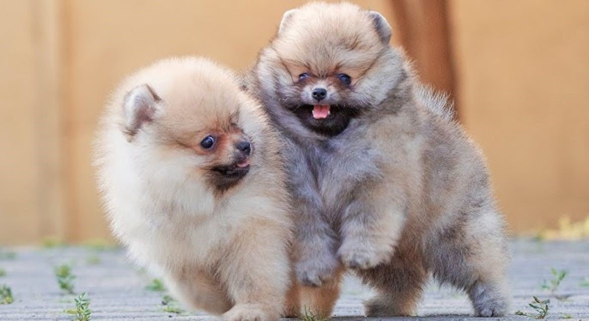 toy pomeranian male puppies for sale in chennai