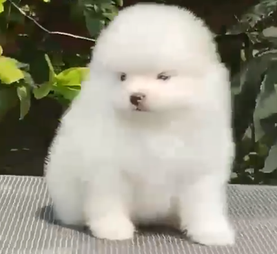 toy pomeranian dog breeder in chennai