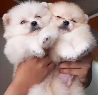 toy pomeranian pet shop in chennai