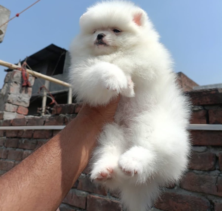Toy Pomeranian pet shop in pune
