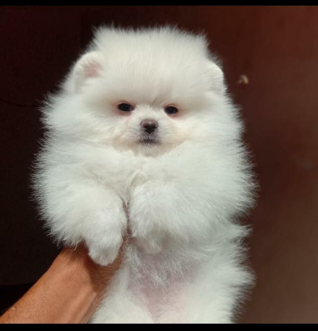 Toy Pomeranian breed for sale in pune